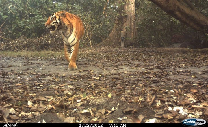 Camera trap monitoring