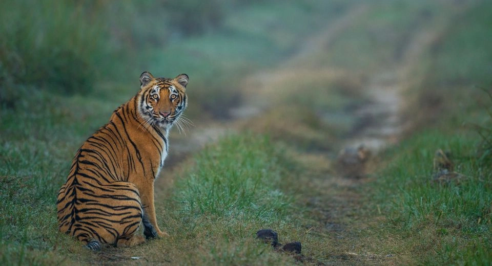 Community protecting tiger habitat