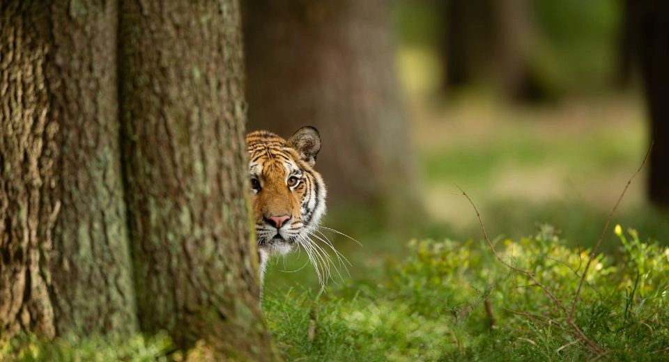 Healthy forest ecosystem