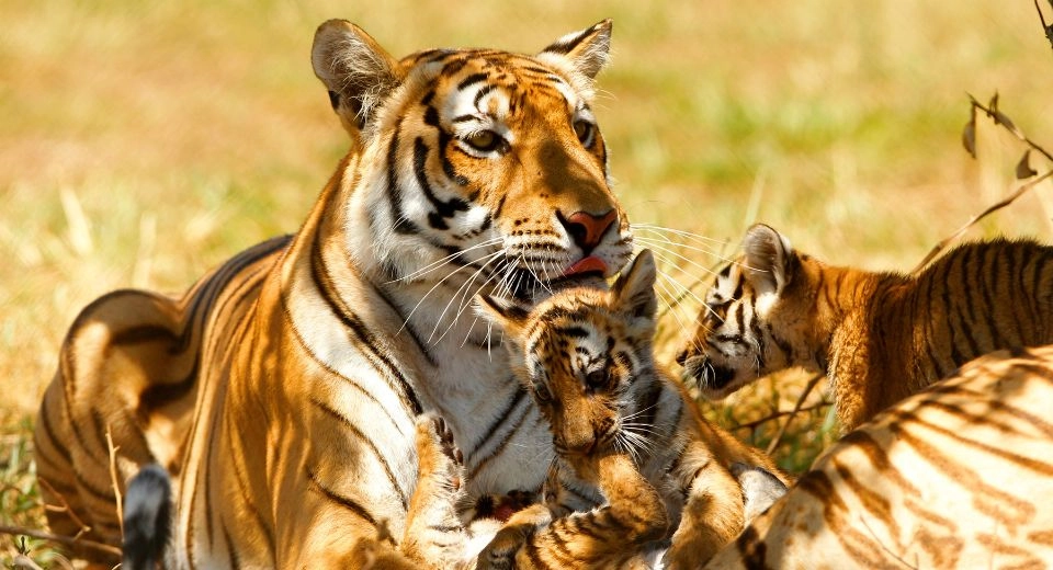 Tiger in the wild