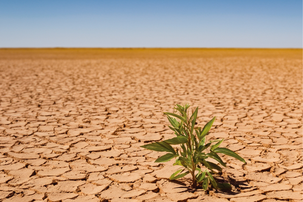Snow leopard in mountains